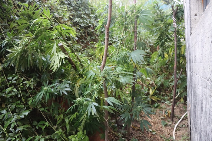 Slika /PU_BP/2025/Droga2025/Ind.konoplja-uzgoj.JPG